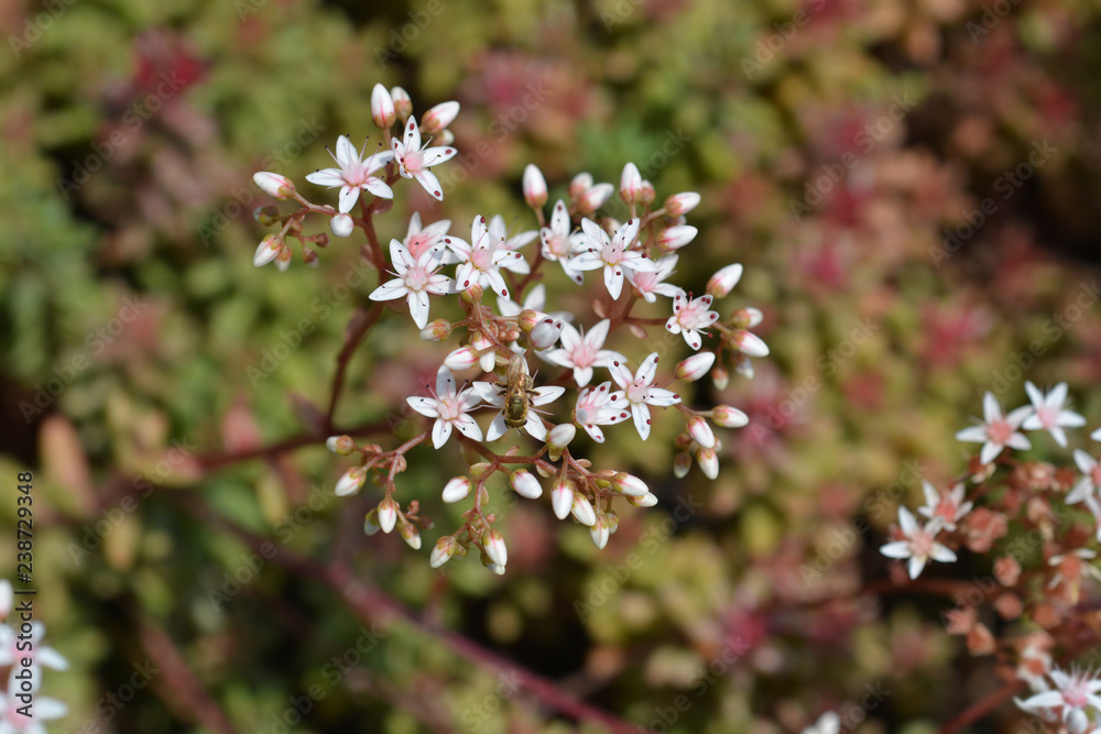 Murale Stonecrop Murale Stonecrop