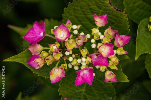 pink flowers in the garden