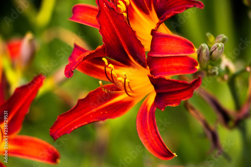red flower