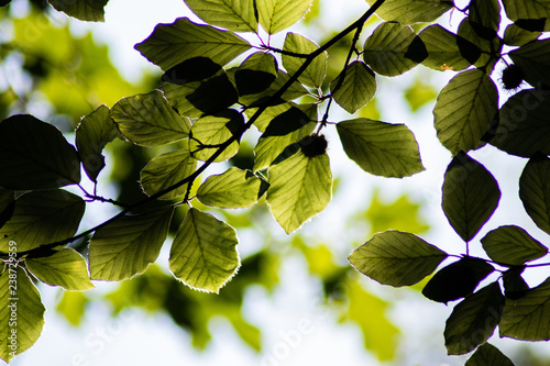 green leaves of tree