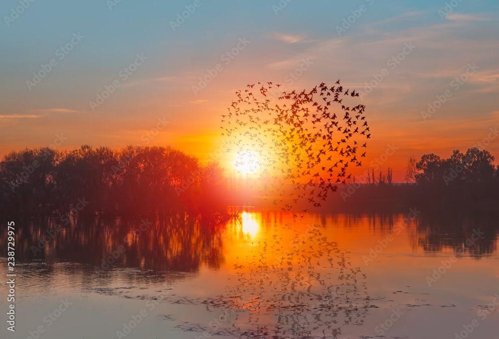 Birds silhouettes flying above the lake against sunset 