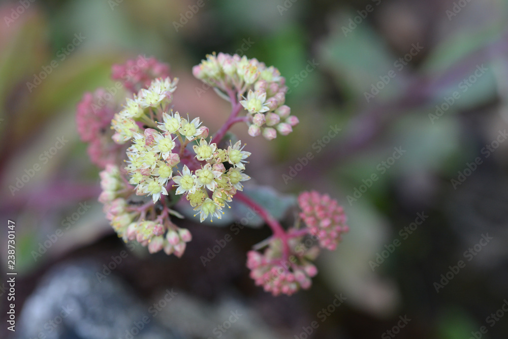 Tallest stonecrop