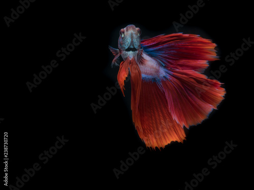 Red fish on black background,