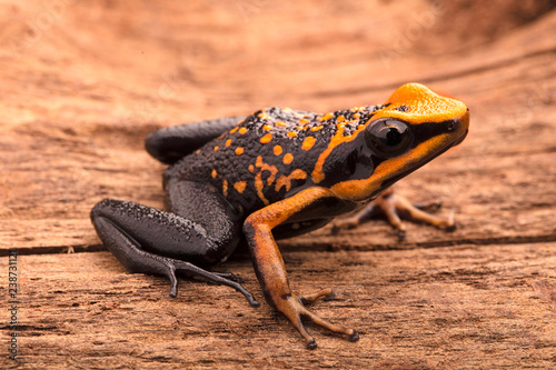 poison arrow frog, Ameerega silverstonei. Orange poisonous animal from the Amazon rain forest of Peru.. photo