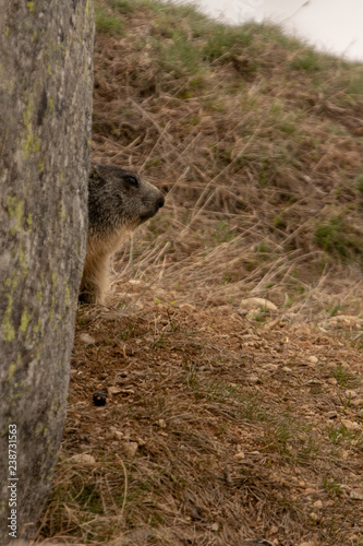 Marmotta