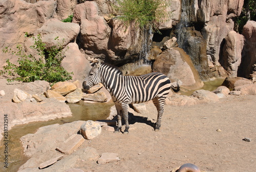 Yikes Stripes -Zebra