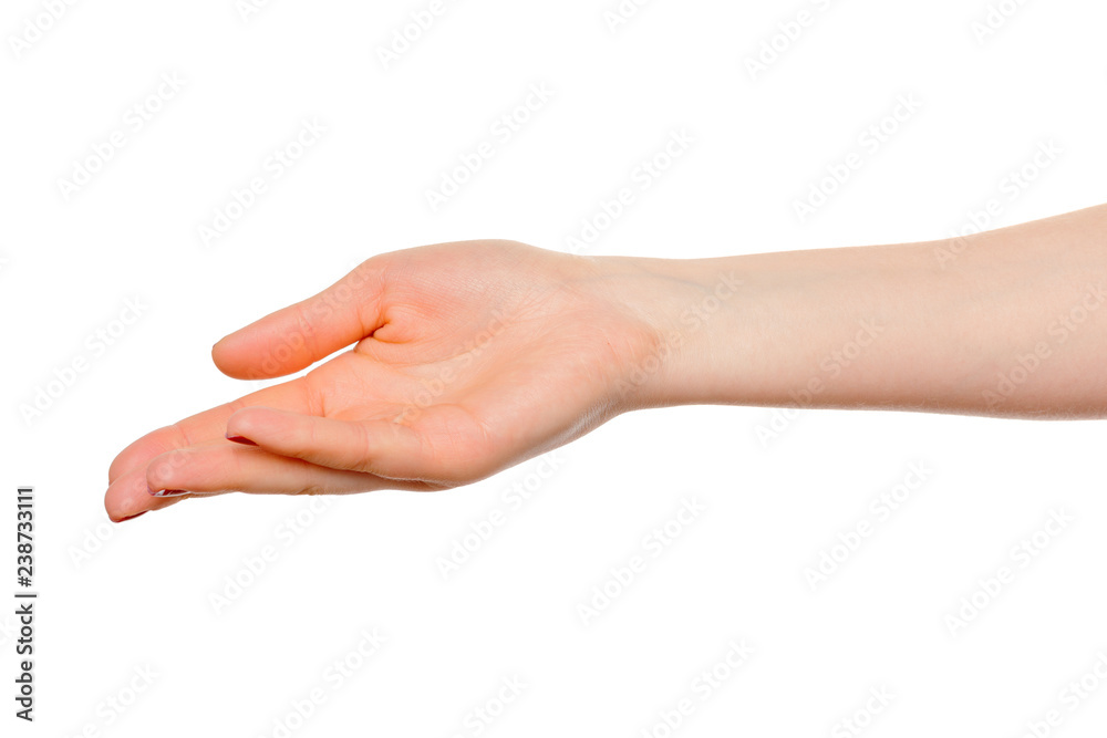 hands take gesture of open palm for holding on white backgrounds, isolated hands take gesture of open palm for holding on white backgrounds, isolated