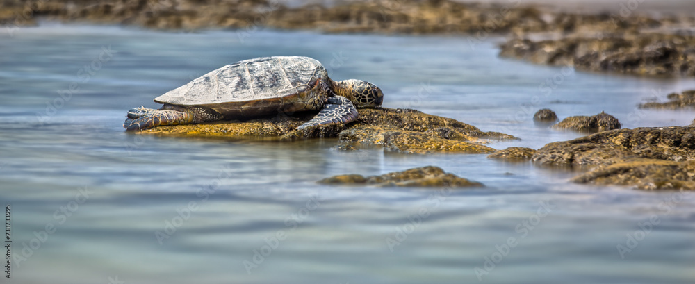 Sea Turtle is laying on the stones in the bay Sea Turtle is laying on the stones in the bay