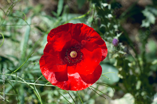 Fototapeta Naklejka Na Ścianę i Meble -  Red poppy flower close up