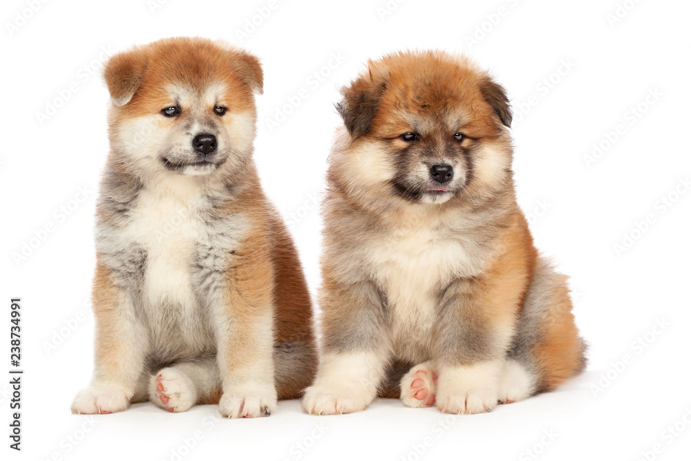 Akita Inu puppy dog on white background Akita Inu puppy dog on white background