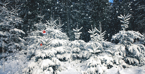 Red Santa Claus hat on the fir tree in winter forest. Christmas background.
