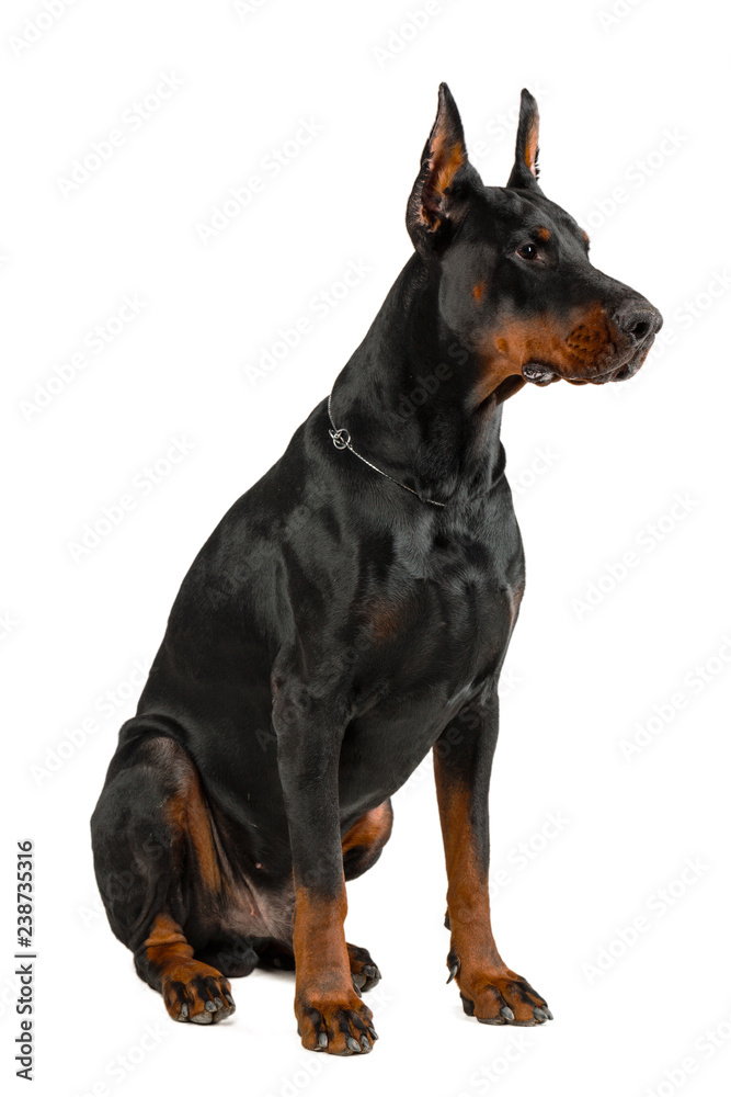 Obraz premium Doberman isolated on white background
