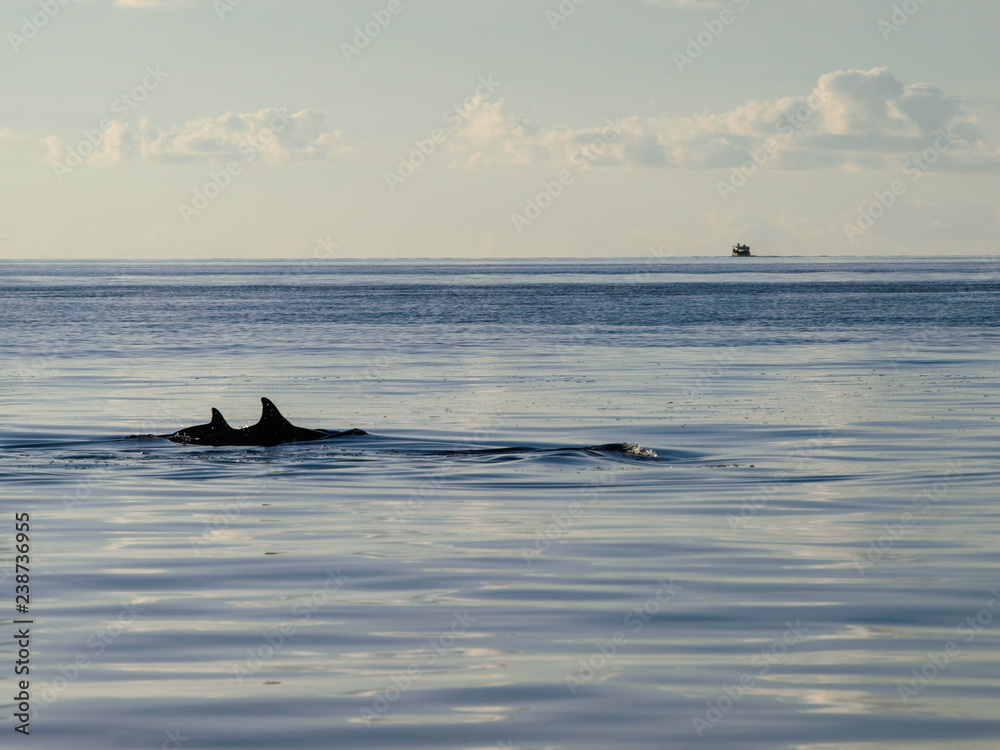 Fototapeta premium delphions in ocean