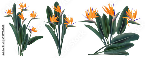 Strelitzia Reginae tropical flower bouquets set