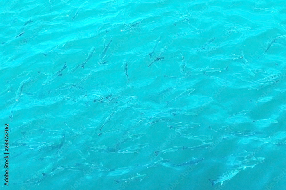 A bunch of fish in the sea. Copy space, top view. Texture.
