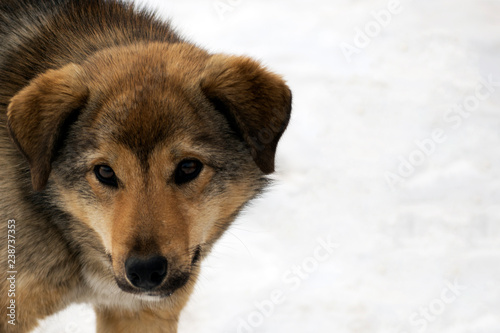muzzle of a sad dog on a white background with a place for an inscription © Sergey