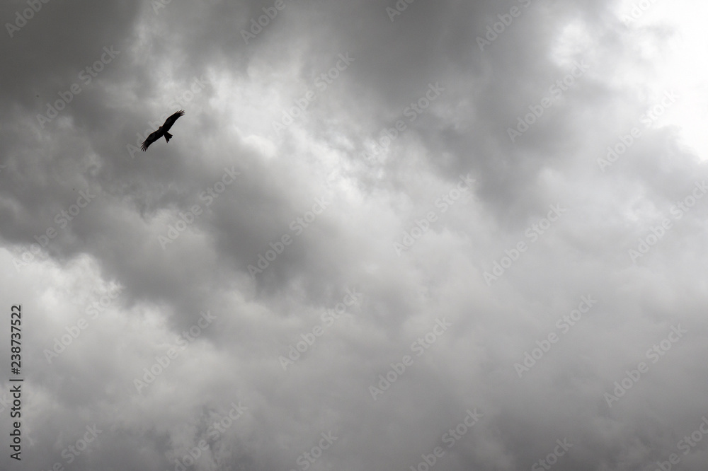 Background with an eagle flying in thunderclouds Background with an eagle flying in thunderclouds