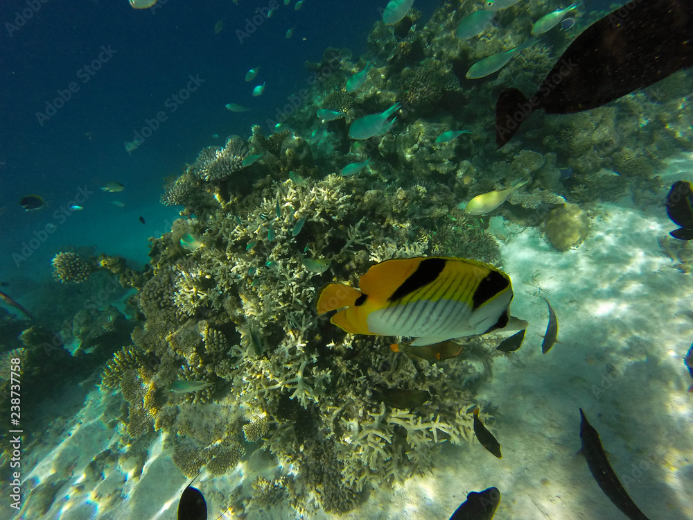Fototapeta premium tropical fish in ocean 