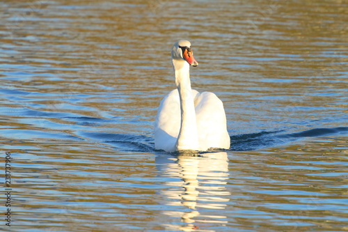 Swan on lake