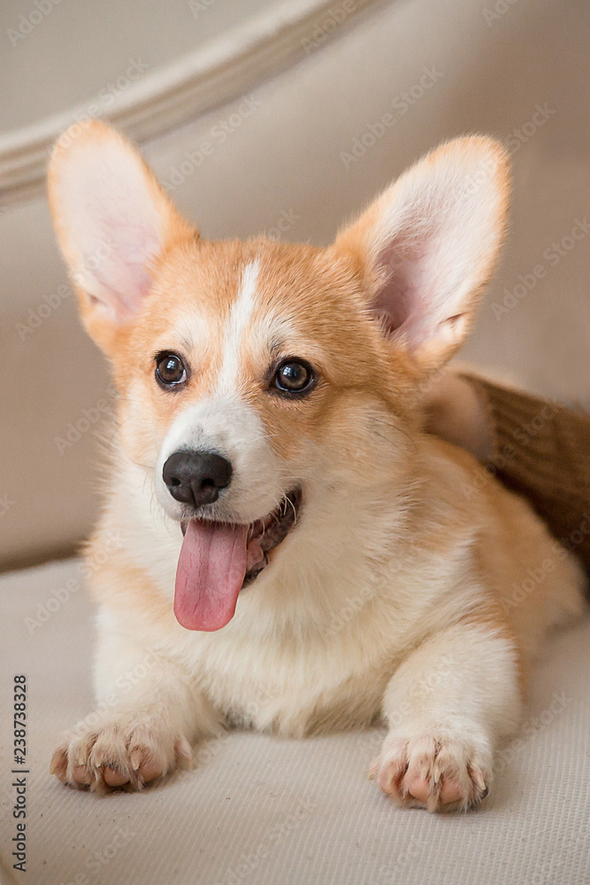 puppy Welsh Corgi Cardigan lies on the couch with his tongue out puppy Welsh Corgi Cardigan lies on the couch with his tongue out