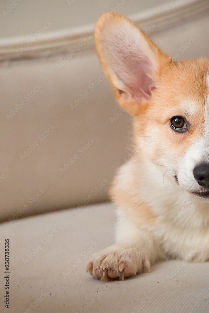 puppy Welsh Corgi Cardigan lies on the couch puppy Welsh Corgi Cardigan lies on the couch