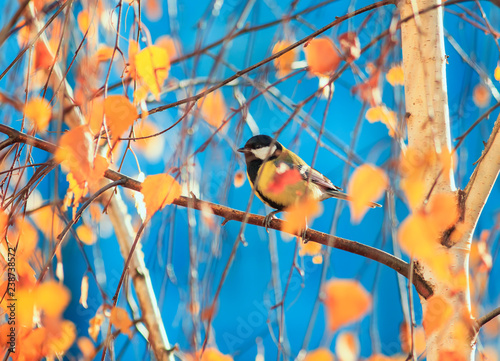  cute little chickadee bird sitting in a Sunny autumn Park at tree, a birch tree with bright yellow  leaves
