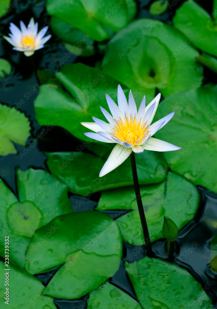 Water lily blooming in a pond, close-up view Water lily blooming in a pond, close-up view