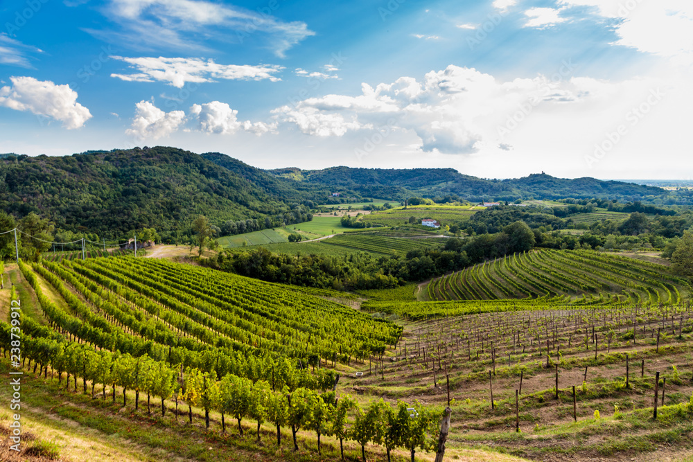 The beautiful vineyard of Collio, Friuli Venezia-Giulia, Italy