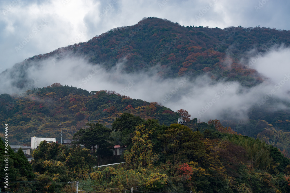 Fototapeta premium 高崎山