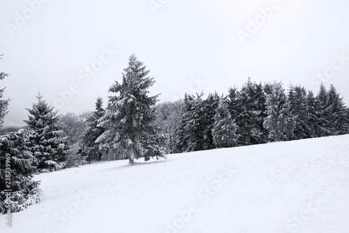 Snow covered trees in the mountains on a winter day in Bavaria, Germany © kdreams02
