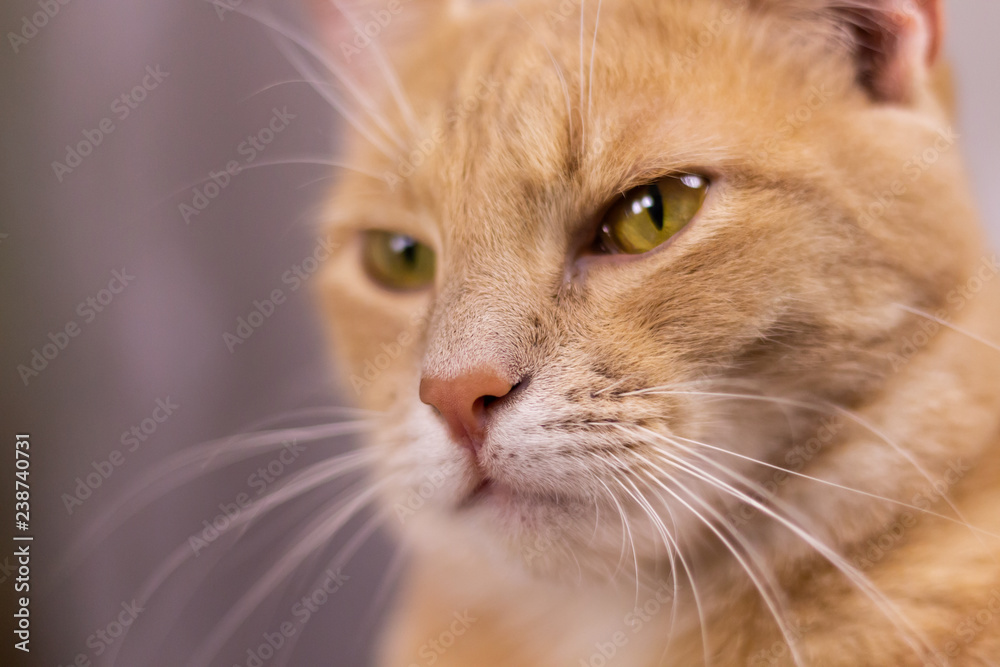 Face cat with orange fur. Facial expression of the cat with iserious feeling Face cat with orange fur. Facial expression of the cat with iserious feeling
