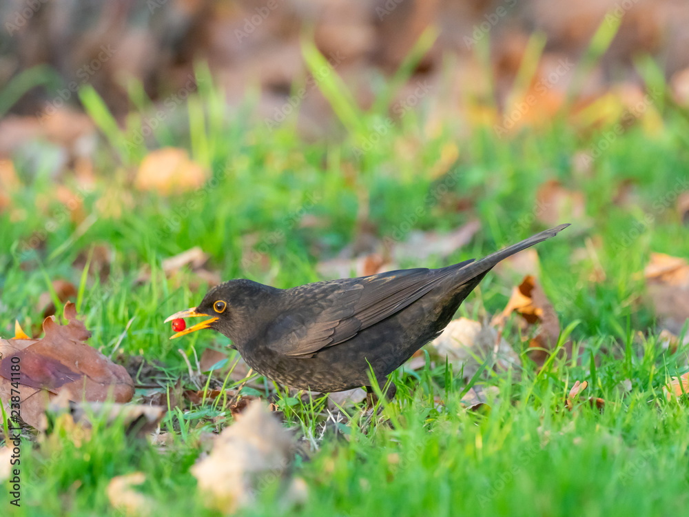 Blackbird Feeding on a Rohan Mountain Ash Tree Berries