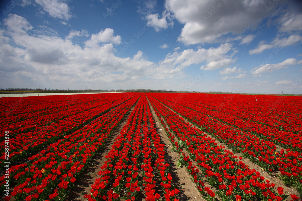 The magical view of the tulip field and the tulip field
