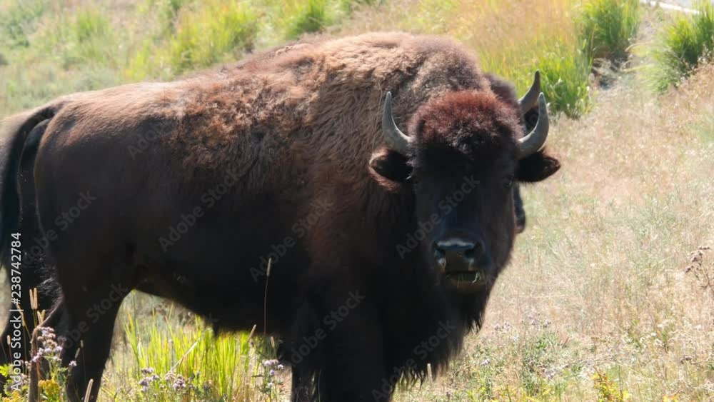 Close-up of a bison grazing in Yellowstone National Park, WY Close-up of a bison grazing in Yellowstone National Park, WY