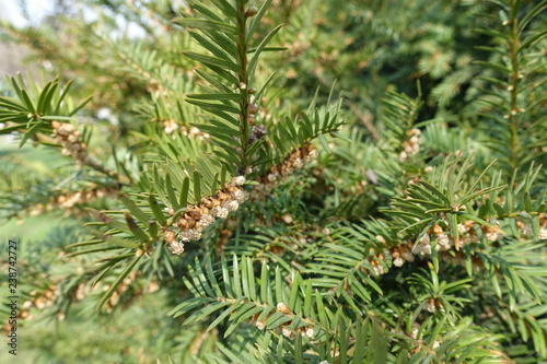 English yew branch with male cones in spring
