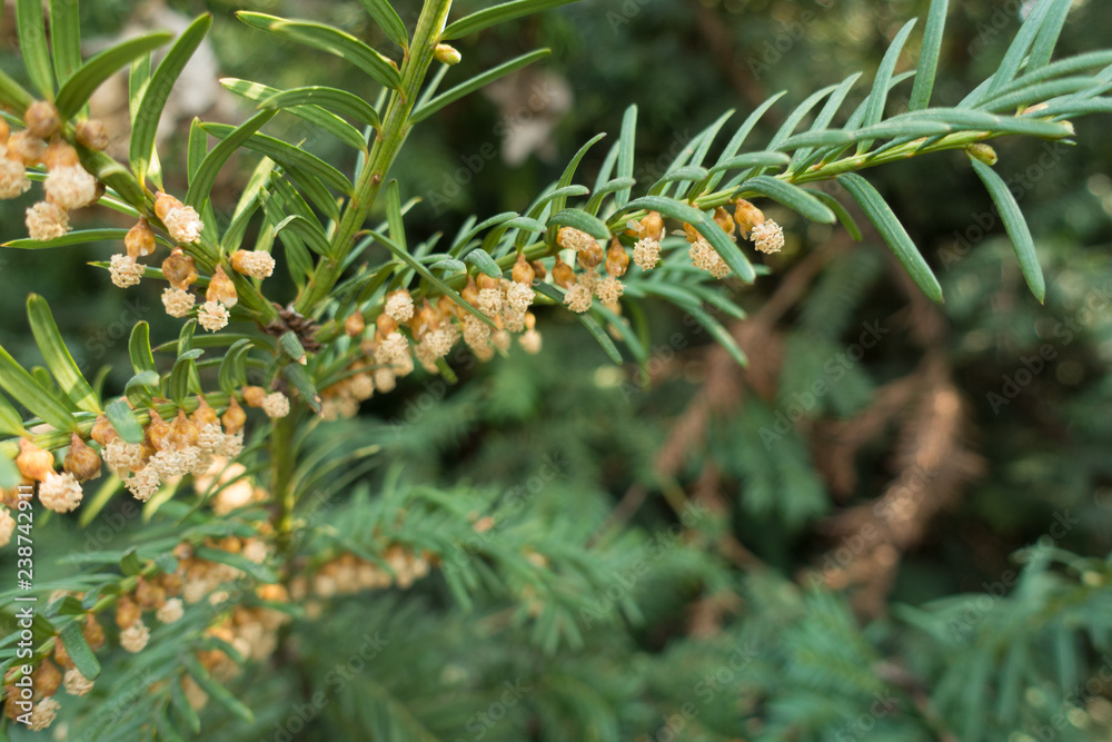 Opened male cones of yew in spring Opened male cones of yew in spring