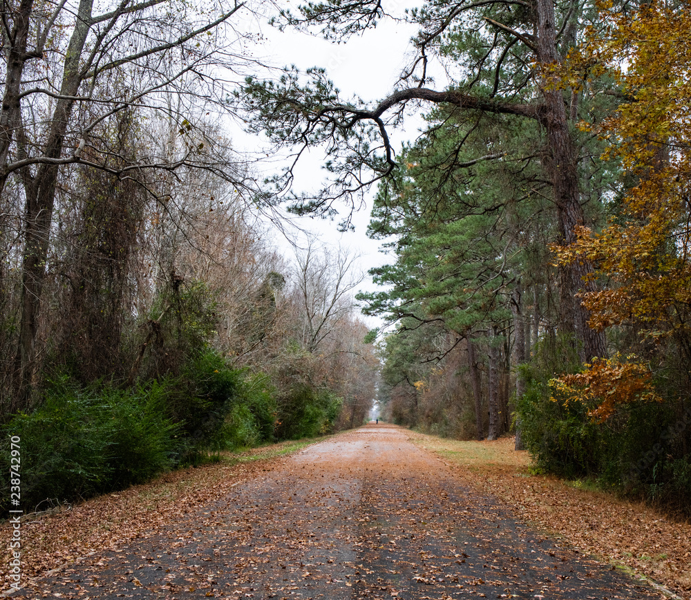 Obraz premium A leaf covered path trails off in the distance through trees in a public park