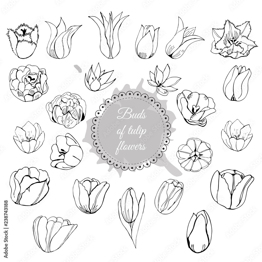 Collection of different hand drawn buds of tulip flowers. Monochrome composition with circle and abstract spot. Collection of different hand drawn buds of tulip flowers. Monochrome composition with circle and abstract spot.