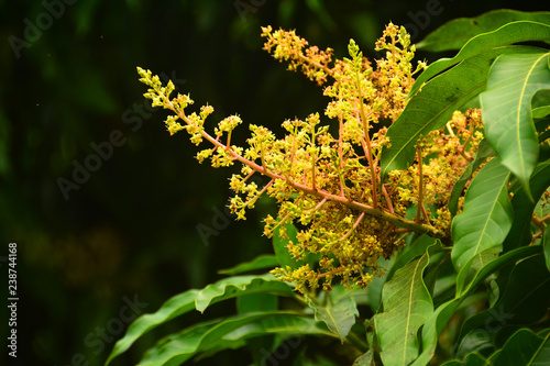 Close up the Mango Flowers