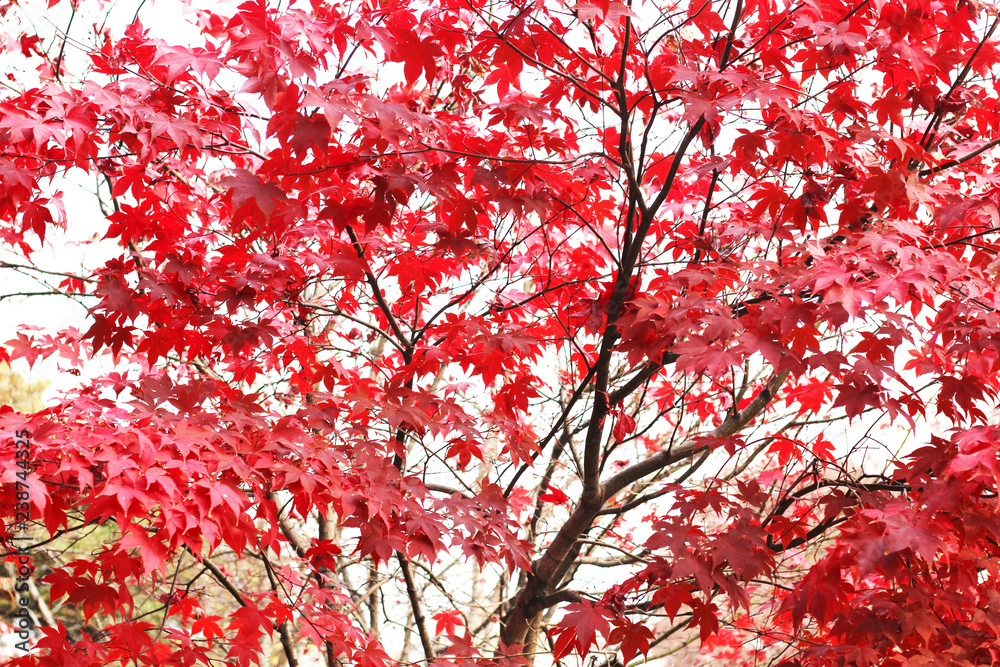 Leaves color change on the branch in South Korea. Leaves color change on the branch in South Korea.