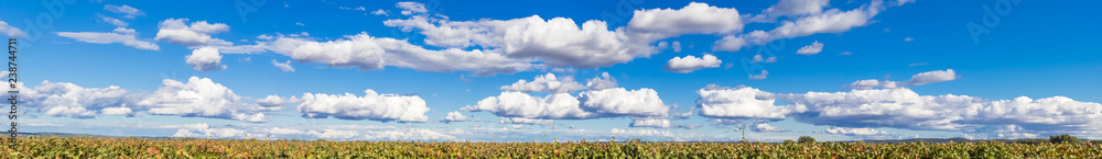 Panorama de grand ciel bleu et nuages au-dessus des vignes . Panorama de grand ciel bleu et nuages au-dessus des vignes .