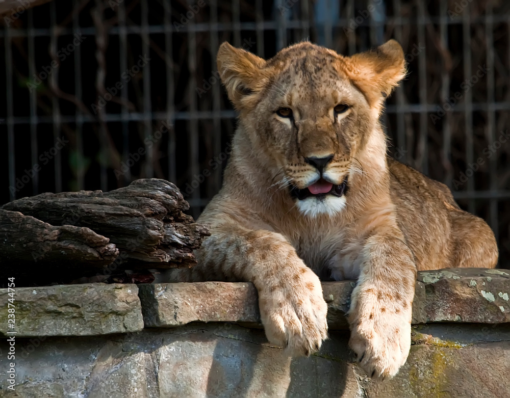 Naklejka premium Junglöwe entspannt