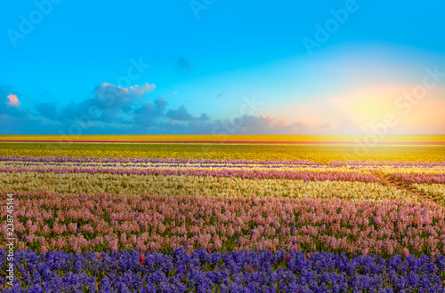 Wallpaper Mural Beautiful hyacinth field at sunset - Spring flowers Torontodigital.ca