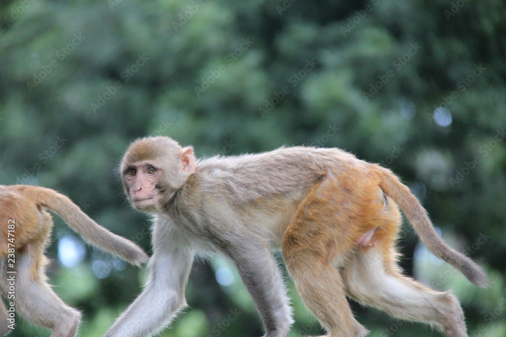 Asian small monkeys and their children sitting, playing, scratching and