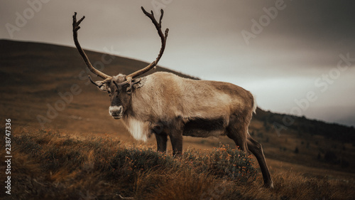 Renas - Scotland 2018