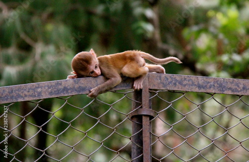 Photography Asian small monkeys and their children sitting, playing, scratching and eating