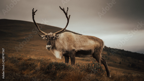 Renas - Scotland 2018
