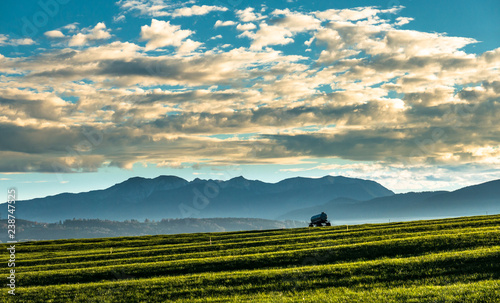 hay field