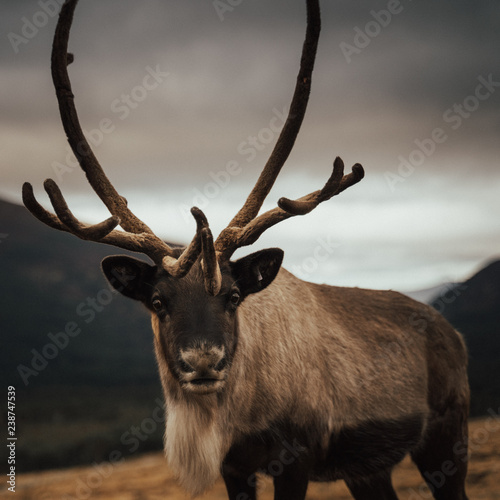 Renas - Scotland 2018