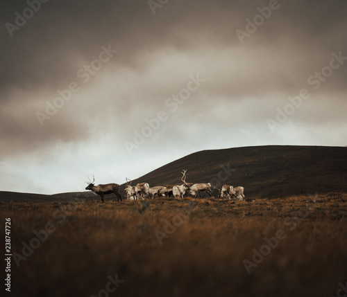 Renas - Scotland 2018